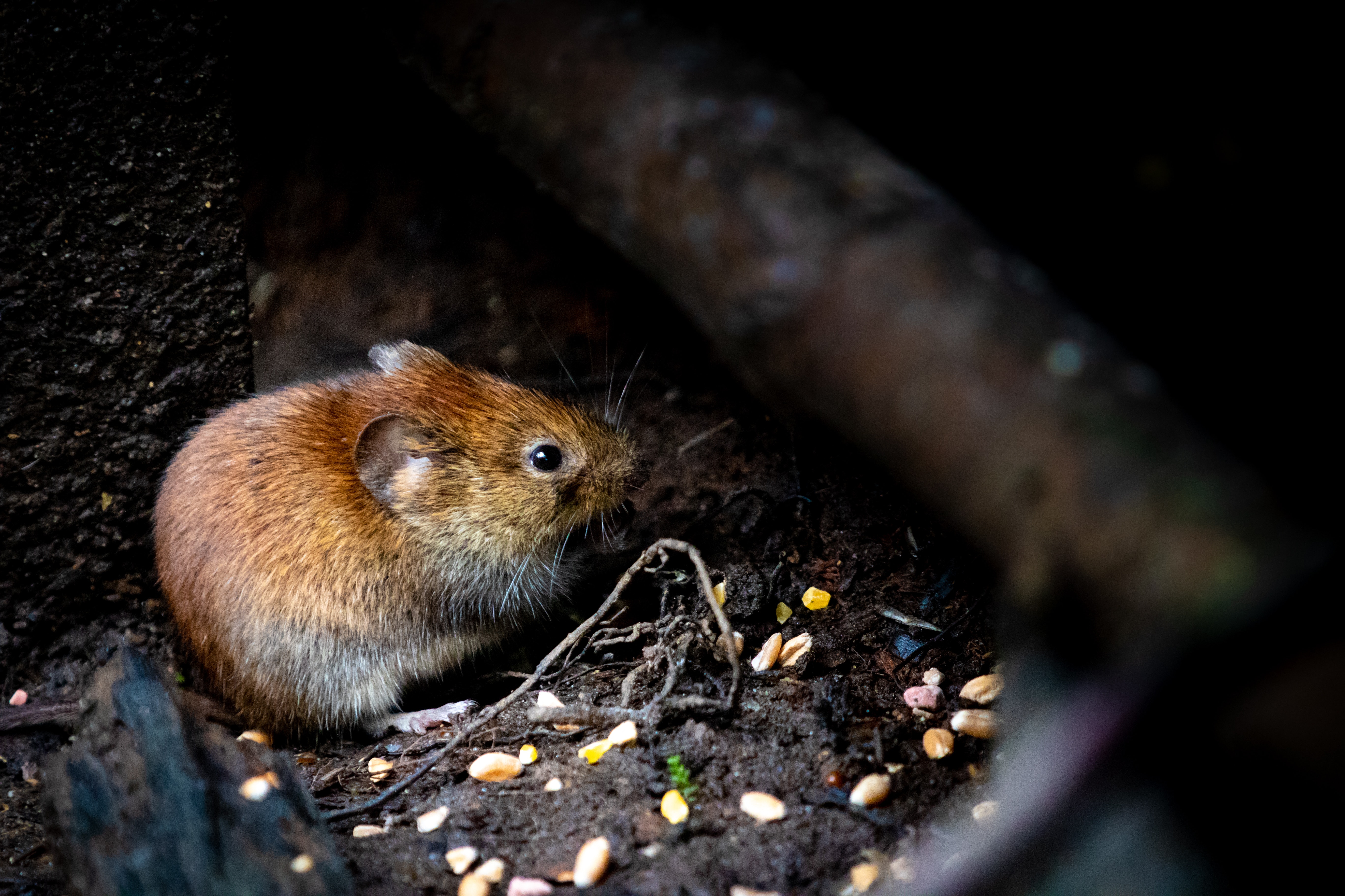 a mouse chewing food