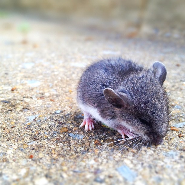 a mouse on pavement