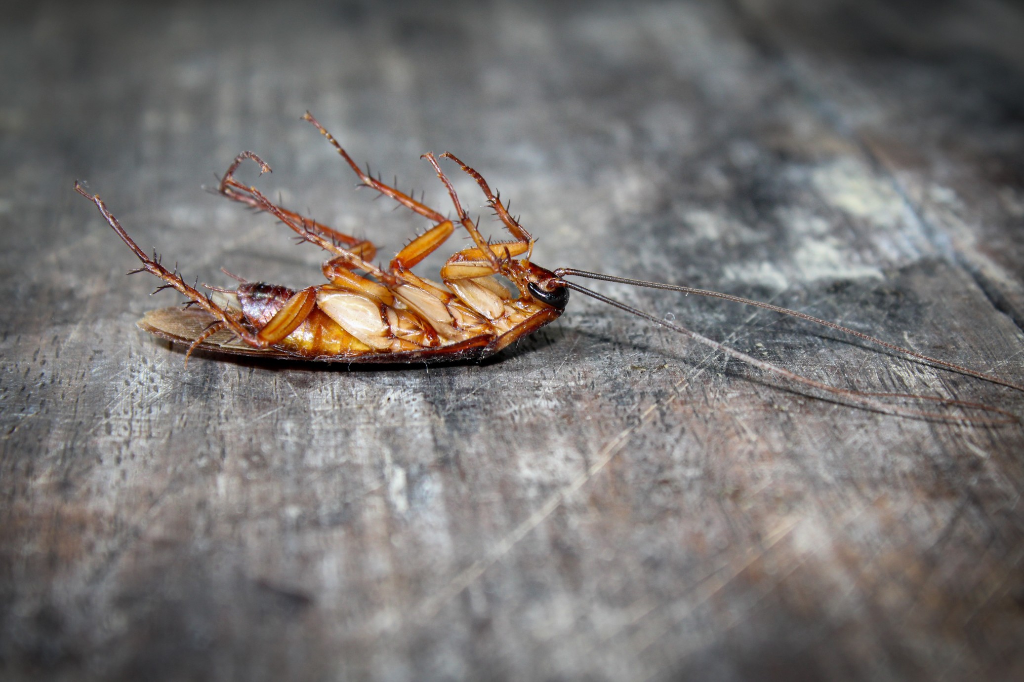 roaches lie dead on the wooden floor