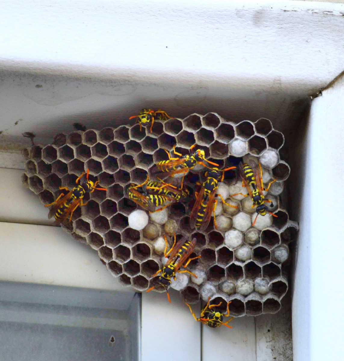 yellow jackets on their nest on top of the house